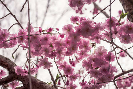 Cherry blossoms in bloomの写真素材
