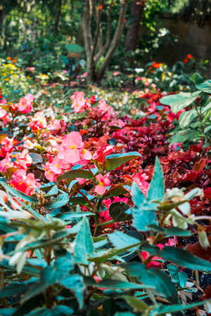 Red flowers growing in a garden in the summerの写真素材