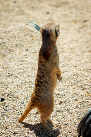 Meerkat standing in the sandの写真素材