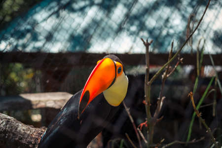 Toucan at the zoo in the summerの写真素材