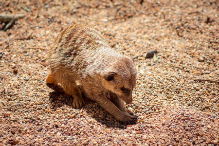 Meerkat digging for bugs in the sand at the zooの写真素材