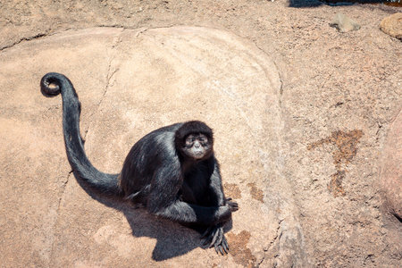 Spider monkey sitting on a rock at the zoo