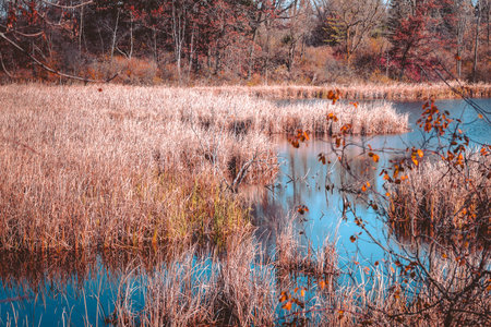 Wetlands during the fall in Grand Rapids Michigan