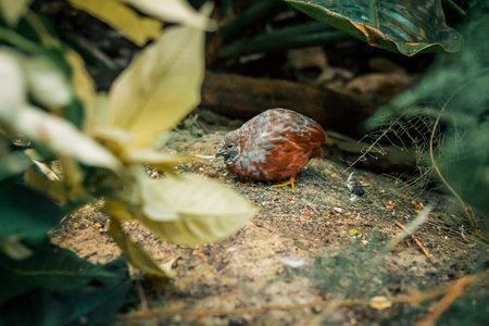 Chinese painted quail hiding in the bushesの写真素材