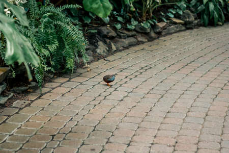 Small quail running along a path in the tropical greenhouseの写真素材