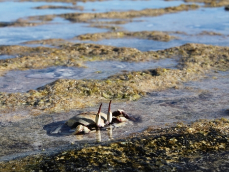 This crab is on the lookout for dangerの写真素材