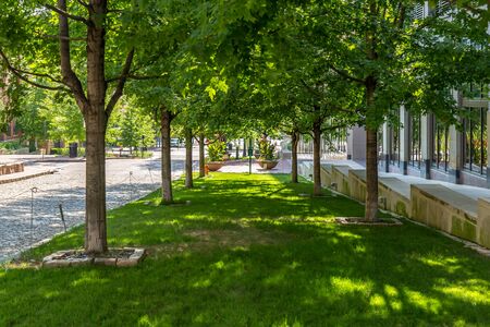 Lush Grass between two rows of trees in a Parkの写真素材