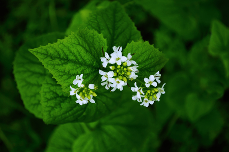 Flower blossoms over blurred nature background Spring flowers Spring Background with bokehの写真素材