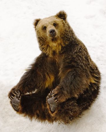 Black brown bear sitting on snow.の写真素材