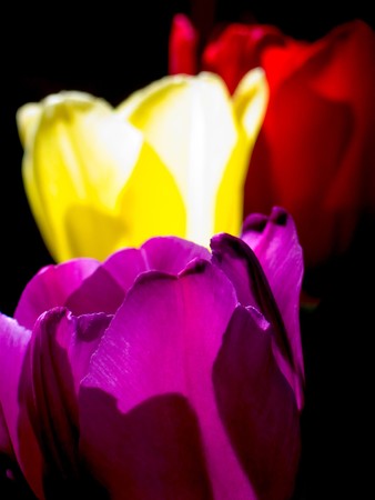 Close-up of of Tulips backlit by the sun.の写真素材