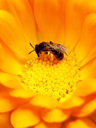Macro shot of Bee Pollinating a Bright Flowerの写真素材