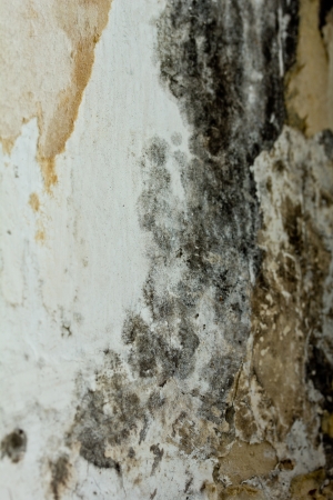 Mould On Wallの写真素材