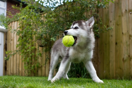 Husky Puppyの写真素材