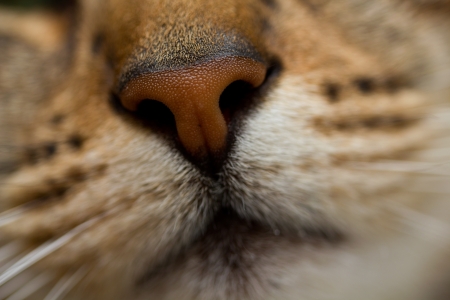 Cat Nose Macroの写真素材