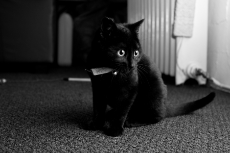 Black Kittenの写真素材
