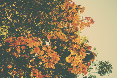 A retro style forest imageの写真素材