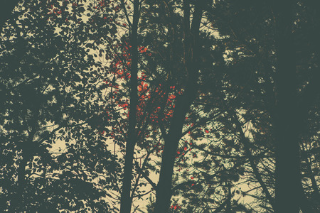 A retro style forest imageの写真素材