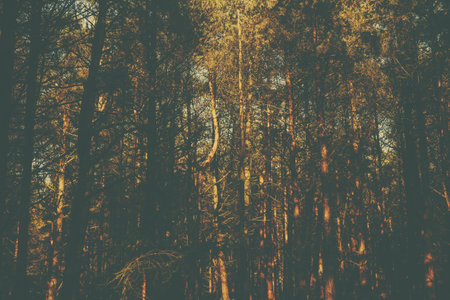 A retro style forest imageの写真素材