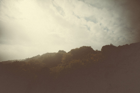 woodland style images of trees and natureの写真素材