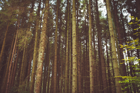 woodland style images of trees and natureの写真素材