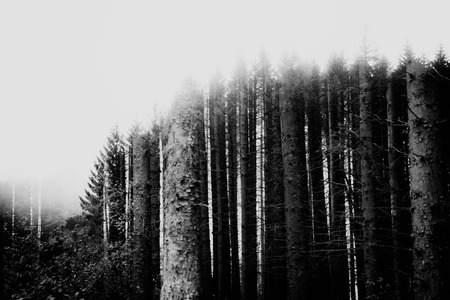 woodland style images if trees and natureの写真素材