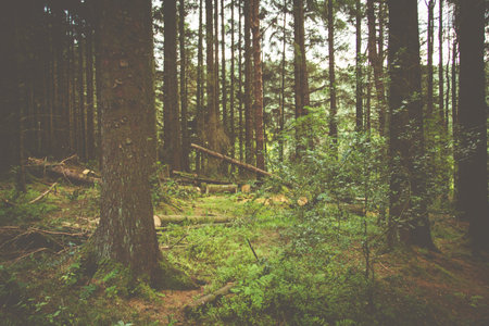 Countryside scene with a retro style overlay