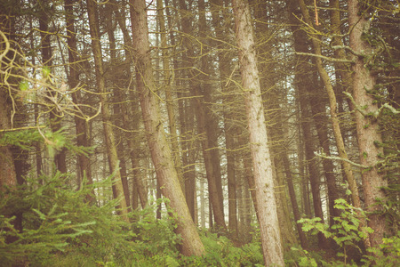 woodland style images of trees and natureの写真素材