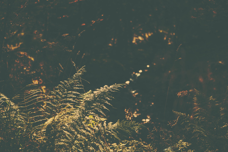 A retro style forest imageの写真素材