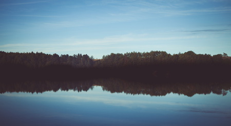 woodland style images of trees and natureの写真素材