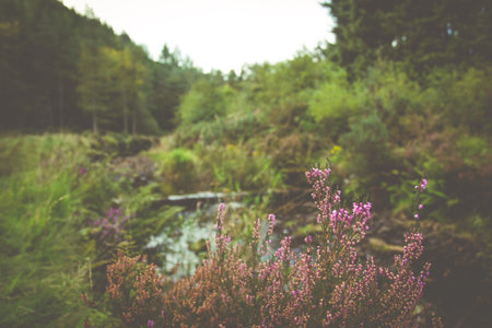 Countryside scene with a retro style overlay