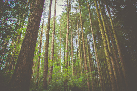 Countryside scene with a retro style overlayの写真素材