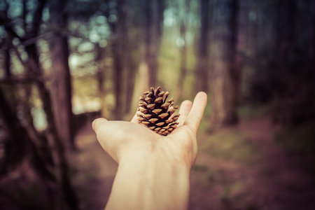 Hand Holding Pinecone