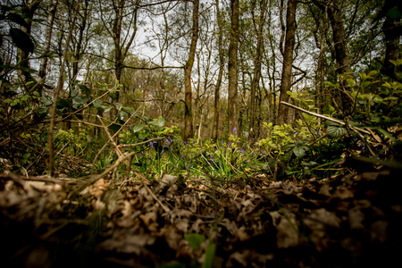 English woodland sceneの写真素材