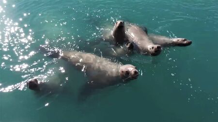 Sea lions in Alaskaの写真素材