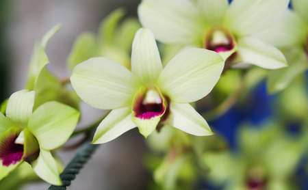 Green orchids in Thailandの写真素材