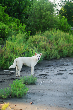 White dog standing in the mangrove site