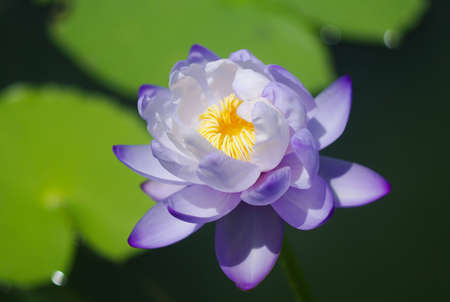 Clear violet water lilyの写真素材