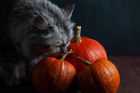 Cat sniffs Pumpkins on wooden table in dark mood.の写真素材