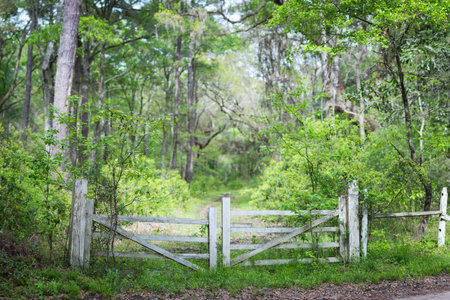 Old white fence in front of a path in the woodsの写真素材