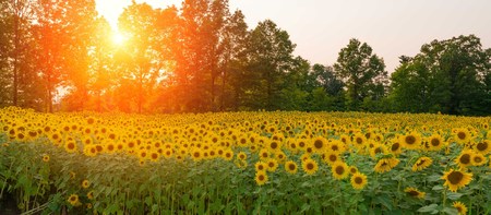 Sunset over a sunflower field in New Jerseyの写真素材