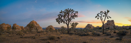 Joshua Tree National Park panorama at sunsetの写真素材