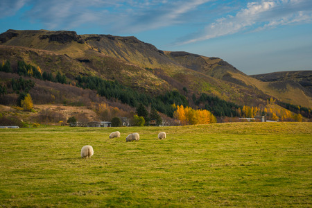 Scenic view of sheep grazing in Icelandの写真素材