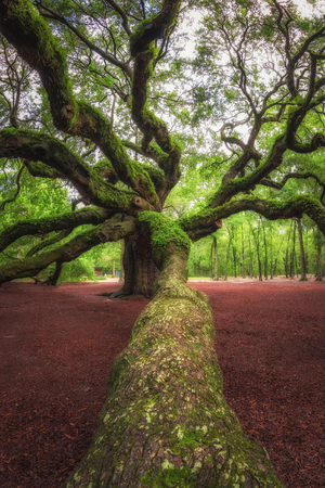 Large branch leading towards Angel Oak Treeの写真素材