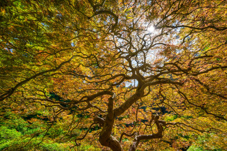 Sun shining through twisting branches of a Japanese Maple Tree with autumn colorsの写真素材