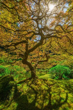 Sun shining through the twisting branches of a Japanese Maple Tree in Portland, Oregon.の写真素材