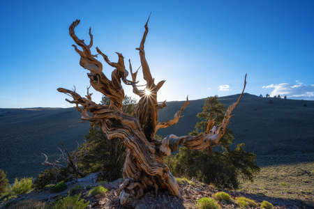 Setting sun behind a beautiful bristlecone pine tree in Californiaの写真素材