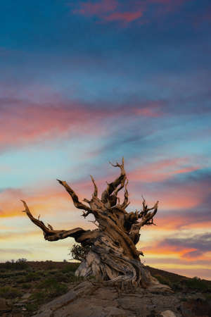 VIbrant sunrise over Ancient Bristlecone Pine Forest in Bishop Californiaの写真素材