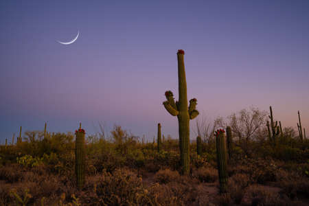 Beautiful saguaro cactus from Desert Discovery Trail in Tuscon Arizonaの写真素材