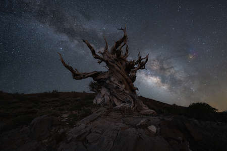 Milky Way Galaxy behind a creepy ancient bristlecone pine treeの写真素材