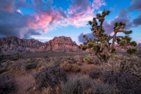 Red Rock Canyon Cholla Sunsetの写真素材